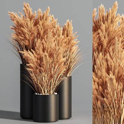 现代芦苇干花盆栽